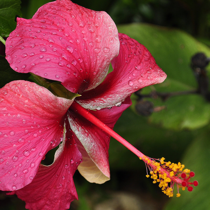Pink Hibiscus, Oahu, Hawaii, Beth B Johns Photographic Art