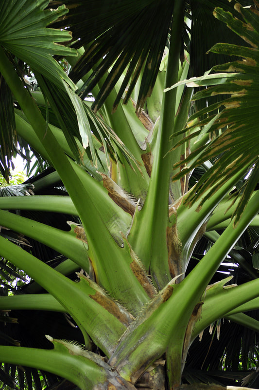 Fan Palm, Oahu, Hawaii, Beth B Johns Photographic Art