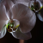 Orchid Detail, Beth B Johns Photographic Art