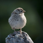 White-crowned Sparrow Juvenile, Beth B Johns Photographic Art