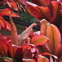 Ki Plant Leaves, Beth B Johns Photographic Art