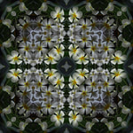 Plumeria Composite 1, Beth B Johns Photographic Art